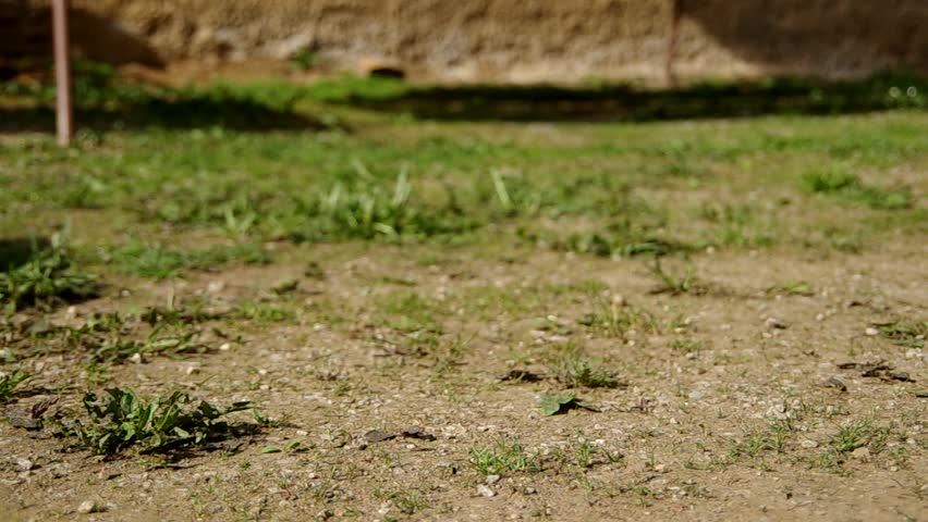 Cat walks around the yard and look for something
