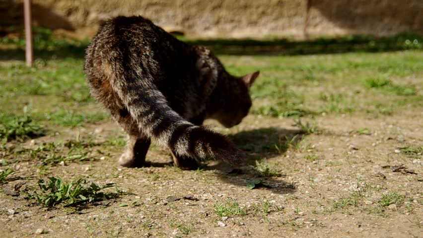 Cat walks around the yard and look for something
