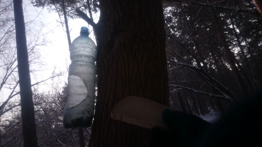 Squirrel sits on a pine and eats piece of bread from a hand.