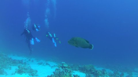 Young Napoleonfish or Maori wrasse (Cheilinus undulatus) floats for a group of divers, Red sea, Sharm El Sheikh, Sinai Peninsula, Egypt