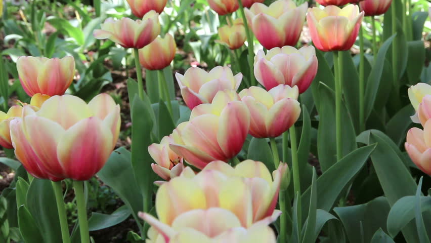 Beautiful spring flowers, colorful tulips reeling from side to side
