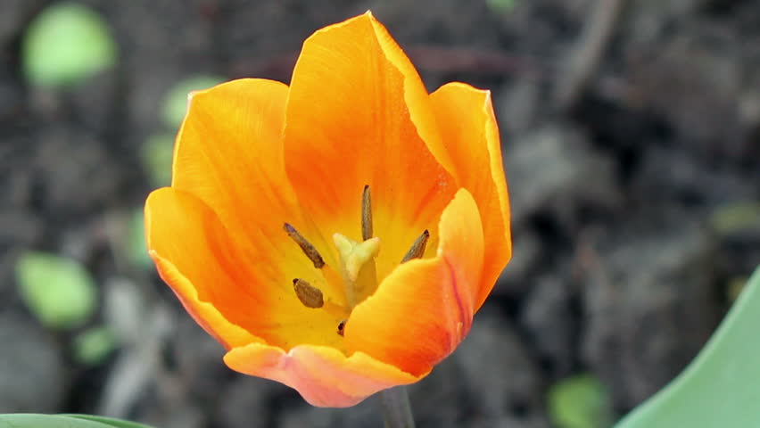 Beautiful spring flower, yellow tulip reeling from side to side
