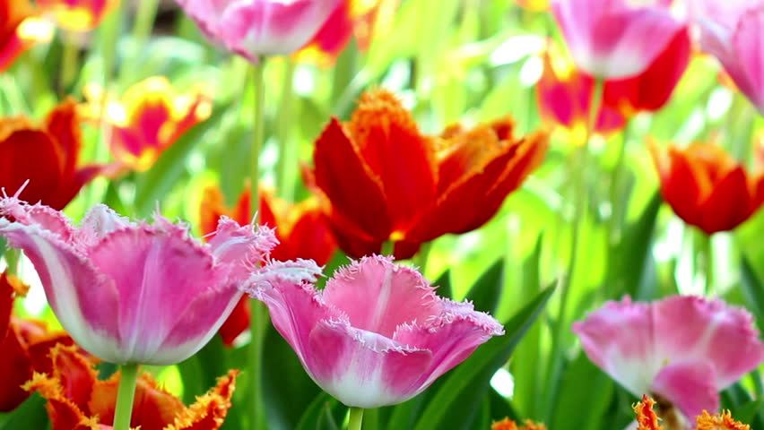 Beautiful spring flowers in sunlight, colorful tulips reeling from side to side