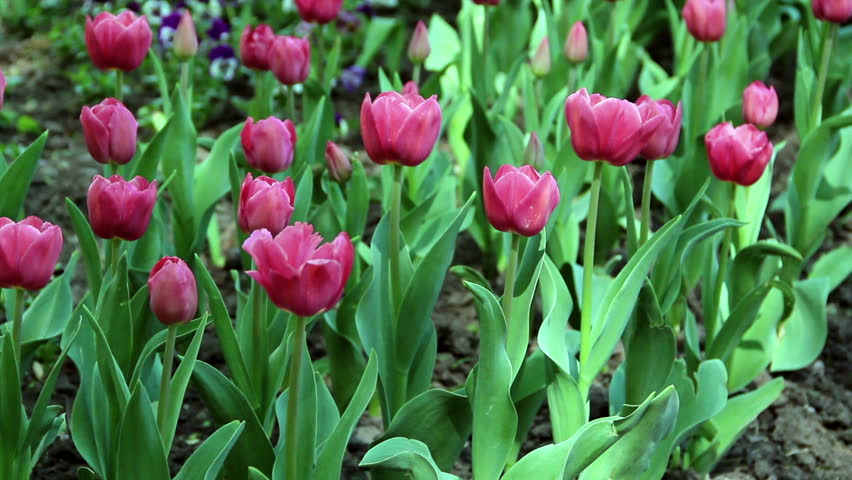 Beautiful spring flowers, colorful tulips reeling from side to side