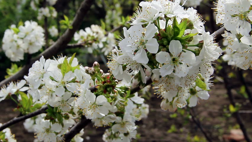 Flowers of the cherry blossoms on a spring day