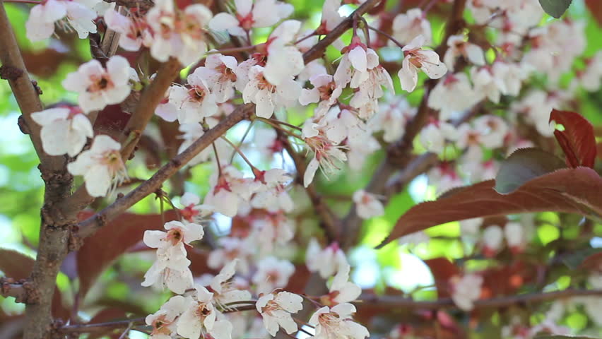 Flowers of the cherry blossoms on a spring day
