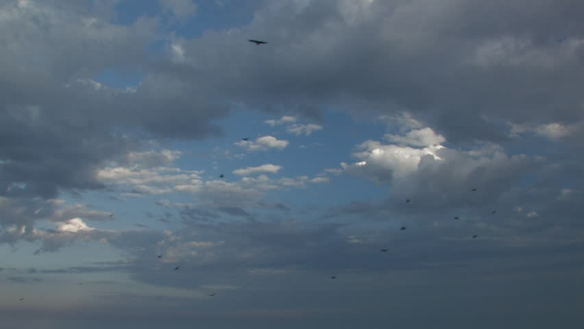 Birds hover in sky