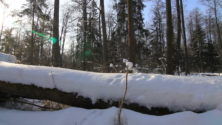 Fallen tree in winter - Bialowieza forest 1