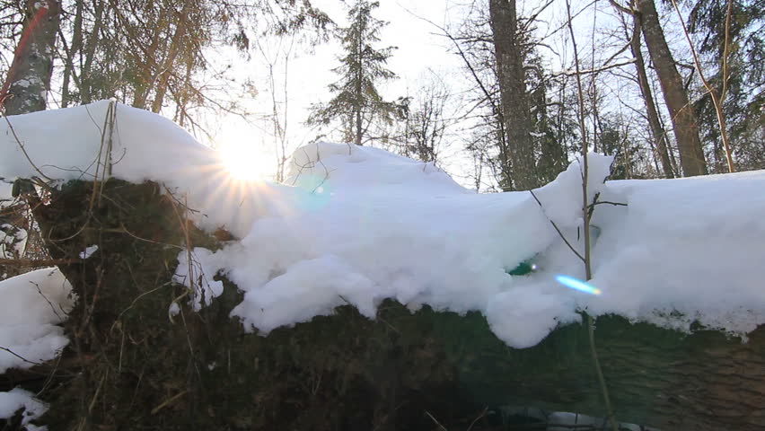  Fallen tree in winter - Bialowieza forest 2