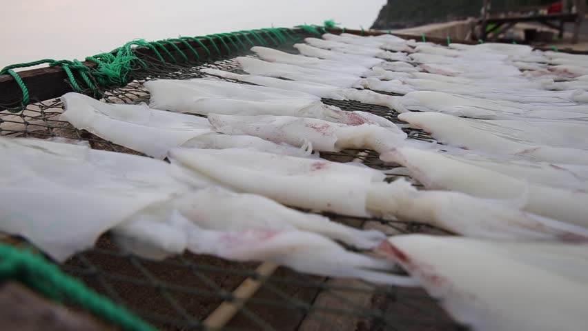 Dried squid in sun. Drying Squid in fishing village in Thailand.