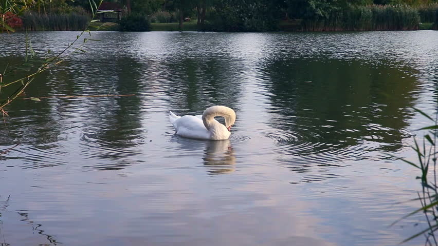 Swan preening its feathers. Swan preening its feathers. Swan on the water of the lake. Easy feather like a sails is swimming driven by wind. A feather on the water. Preening its feathers.