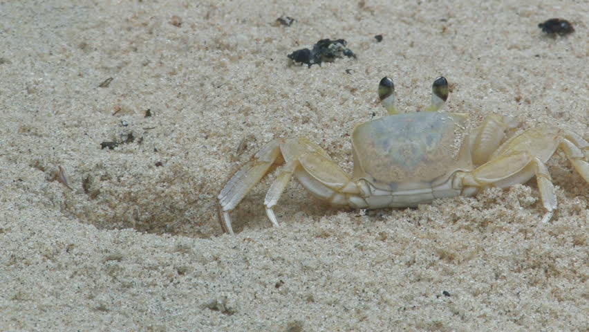 Crab escapes into the hole