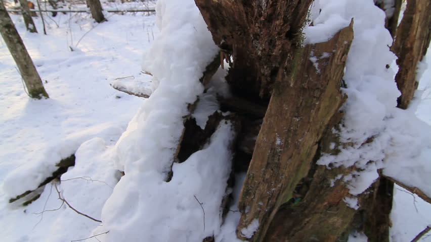 Fallen tree in winter - Bialowieza forest 3
