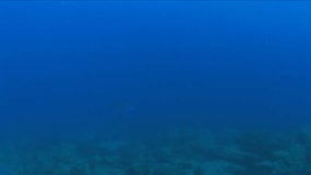 jackfish underwater jack fish patrolling on the reef ocean scenery scuba divers to see 