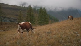Two Brown Cows On Grass At The Edge Of Boreal Forest In Siberian Mountains At Daytime
