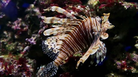 fish floats in an aquarium lionfish. Coral Reef and Tropical Fish in Sunlight