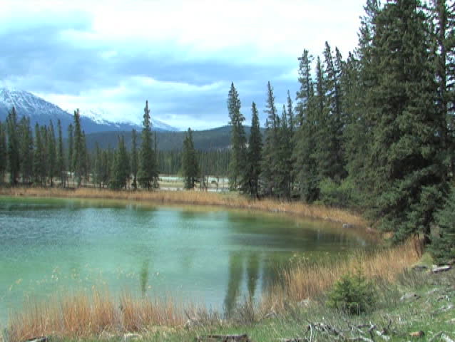 Emerald coloured lake in Jasper National Park