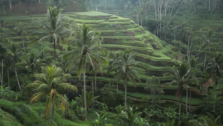 Rice terrace in mountains on Bali, Indonesia.