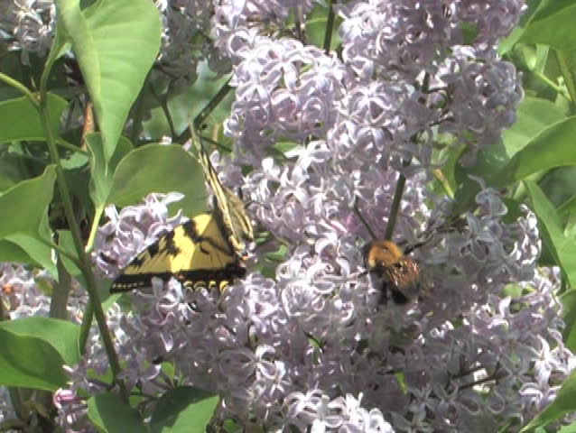 Swallowtail butterfly and ant on lilac flower