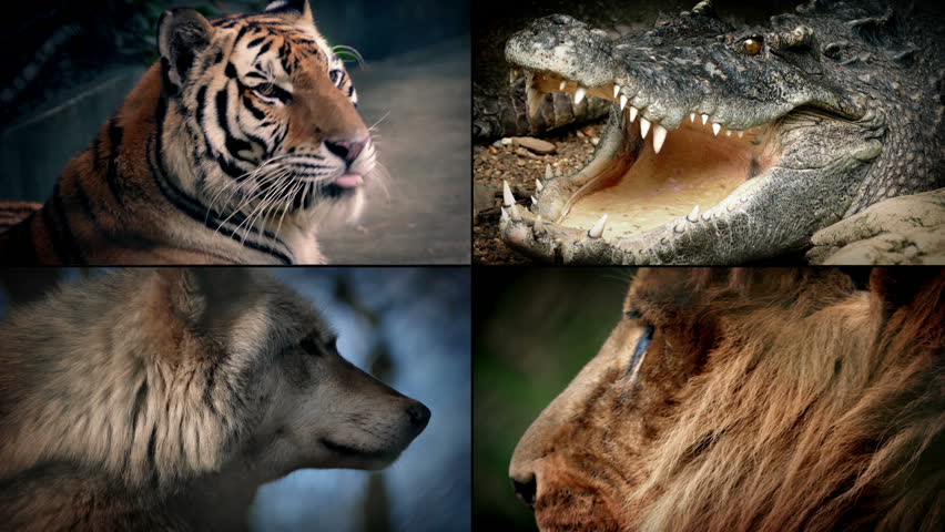 Shutterstock Video
