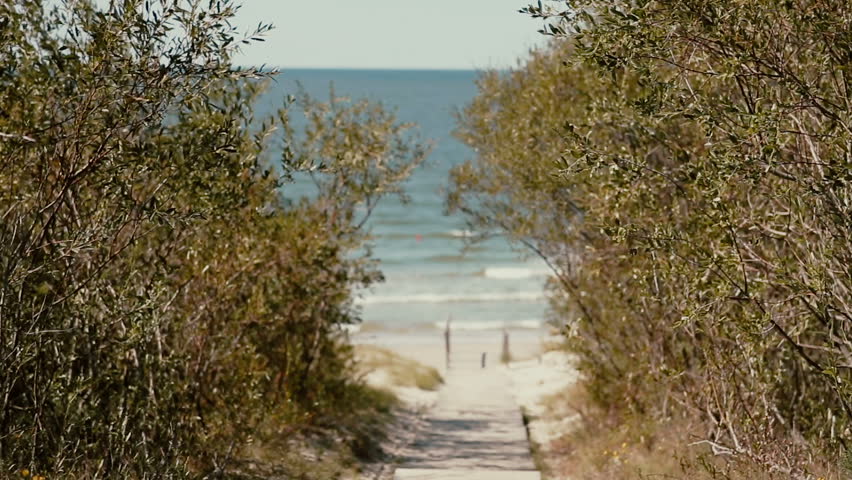 A road paved with wood is leading through the high bush to the seashore.
