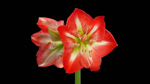 Time-lapse of opening Minerva amaryllis Christmas flower 3x1 in PNG+ format with ALPHA transparency channel isolated on black background
