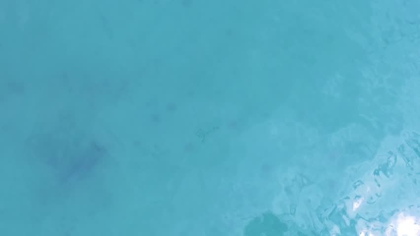 Mother and baby Dolphin jumping in Miami's Ocean 