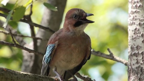 Beautiful bird. Jay yells in the sunny forest and flies away. Close up