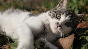 Slow motion of curious Felis catus animal in the grass 1920X1080 HD footage - Relaxing scene with playing kitten in the field slow-mo 1080p FullHD video