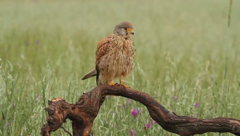Young male of Common kestrel. Falco tinnunculus