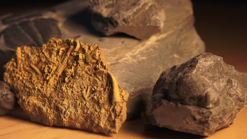 Prehistoric fossils of plants and animals that died millions of years ago and their bodies produced the oil fuel we use today. Flora and fauna mined for hydrocarbon by the oil companies.
