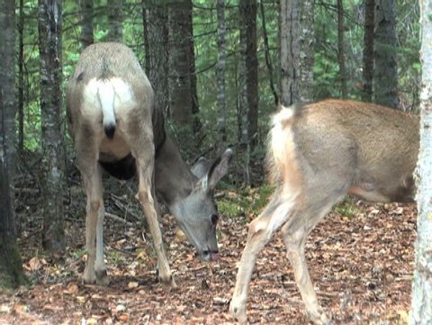 Mother cleaning up fawn