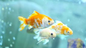 Many beautiful colorful fish with long voile tails and fine in home aquarium. Real time full hd video footage.