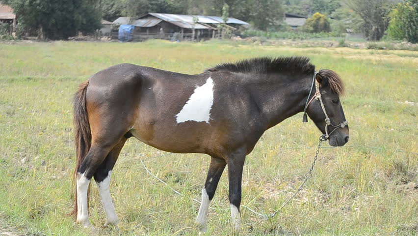 bay horse in field of thailand