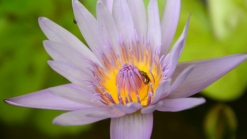 Bee with lotus pollen