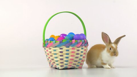 Easter Bunny in an Easter Basket Stock Video