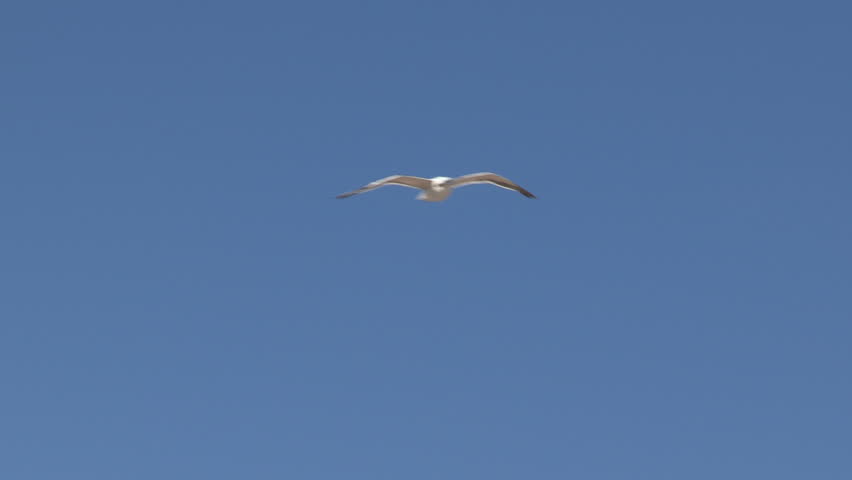 Close up of seagull flying in the blue sky