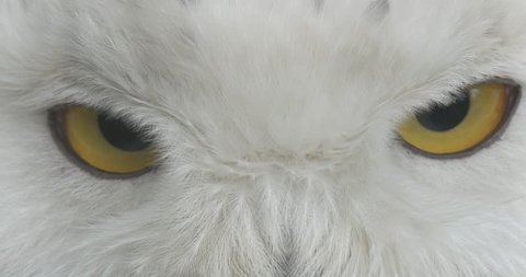Polar Owl 's Yellow Eyes and Black Pupils in Front of Camera Close Up. White Feathers on the Head of the Bird. Excursion to the Zoo in Summer Sunny Day, Biology and Zoology, Environmental Protection,
