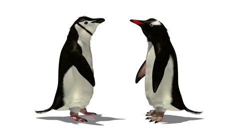 penguin Stock Video