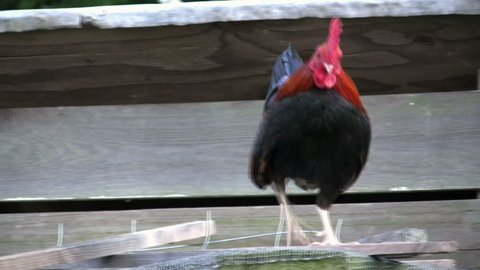 Part one HD of a small araucana rooster on top of a chicken coop crowing