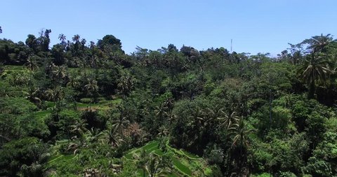 Aerial view over the trees and palms forest in the jungle