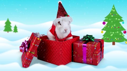Adorable white Christmas rabbit sniffing and looking around in gift box on winter background with snowfall