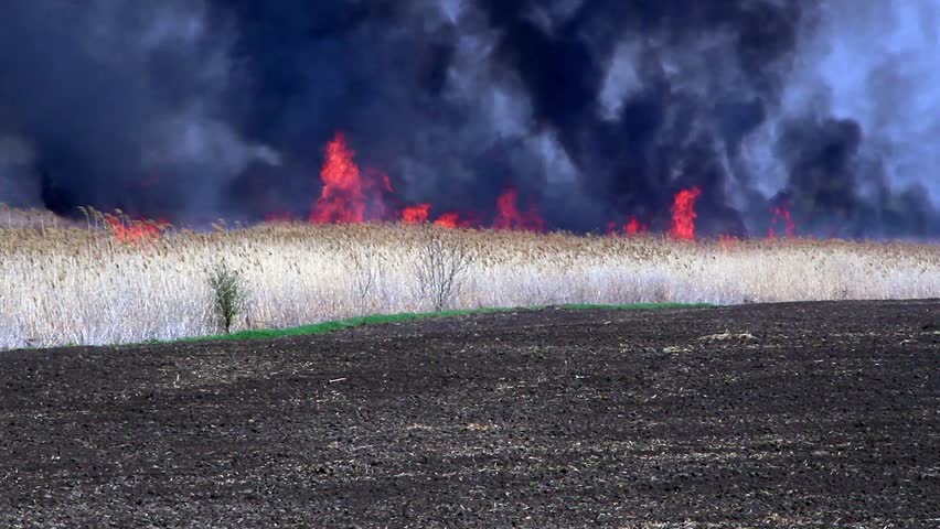 blazing fire of dry rush - A bulrush burning orange and red 