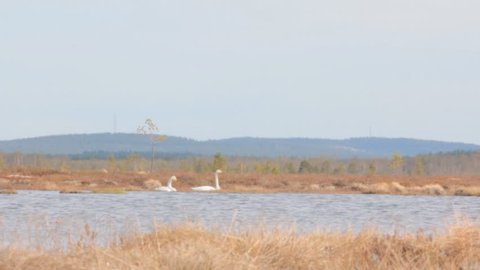 Peat-land science, Peat-land science. Whooper swan (Cygnus cygnus) pair on small lacke (flark) among large raised plateau bogs. Ecological communities of the Northern swamps. Lapland