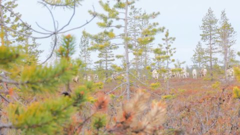 Paludology. Feral reindeer cautious and go off in search of reindeer lichen on deserted raised bog covered with pitch pine. Northern boreal forests ecological community