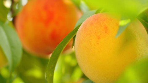 Big yellow and orange ripe peaches are seperately taken into focus (rack focus) one by one, fruit among green leaves on branch of tree. Close up, shallow DOF, 4K Ultra HD. Stock-video