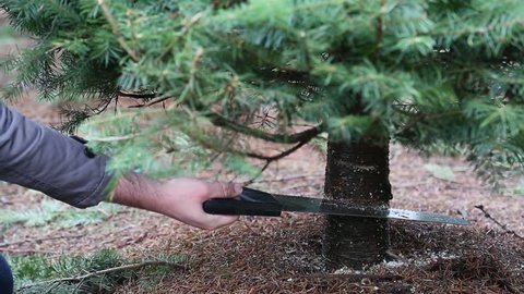 Cutting down a Christmas tree. Using saw on tree trunk. Sawing a live Christmas tree at a u-cut tree farm.