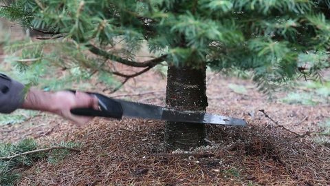 Cutting down a Christmas tree. Using saw on tree trunk. Sawing a live Christmas tree at a u-cut tree farm.