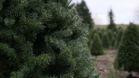 Three people walk by in the background, while light snow falls at a u-cut Christmas tree farm.