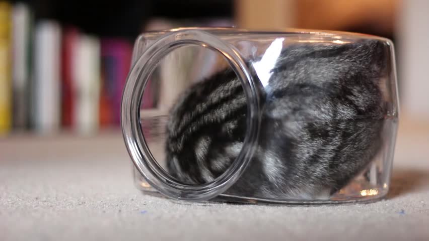 Cat Playing in Fishbowl